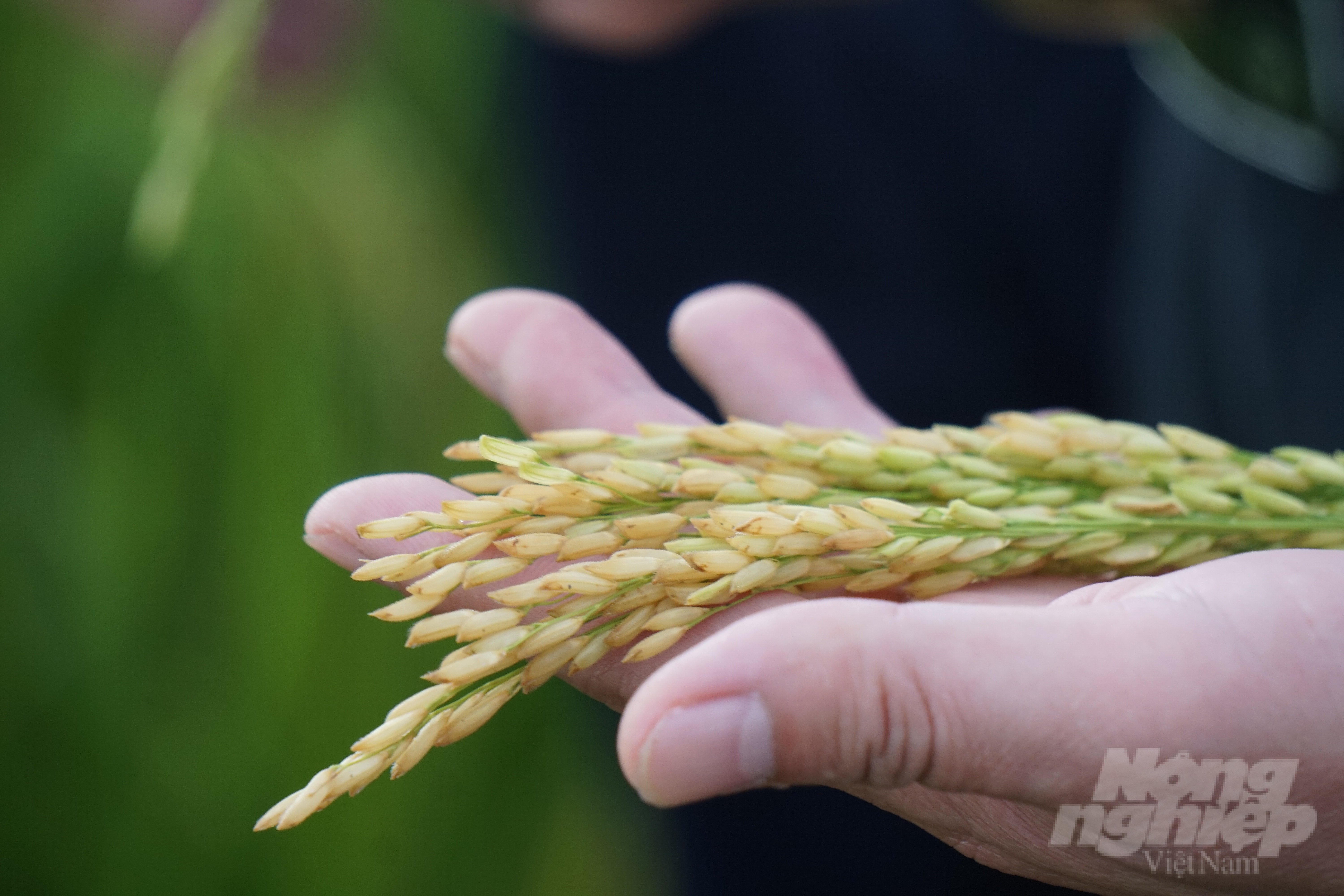 Giống lúa có bông dài, hạt lúa dài, xếp sít.