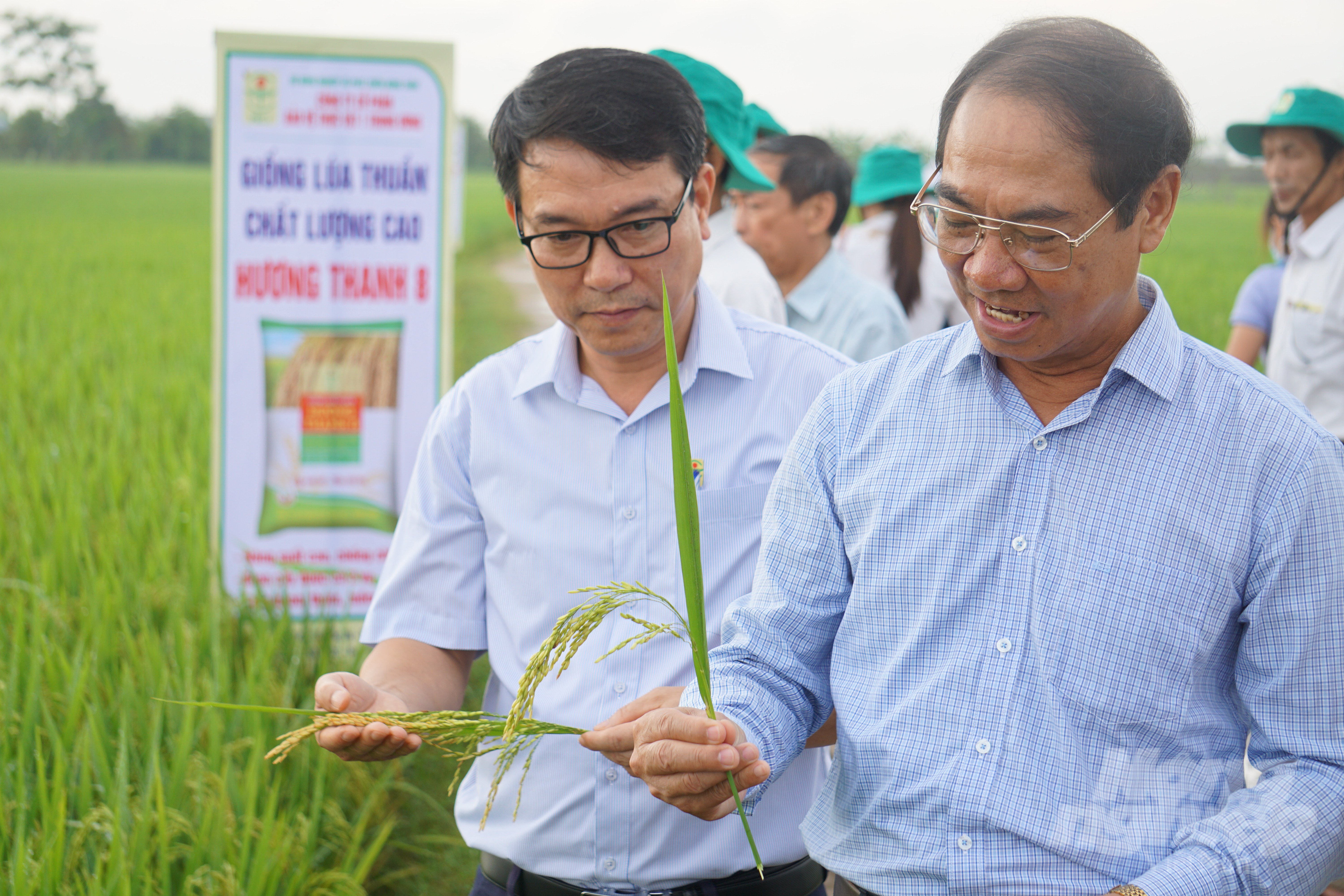 Hương Thanh 8 là giống lúa thuần chất lượng, năng suất cao, được chọn tạo trong nước do Công ty Cổ phần Bảo vệ thực vật 1 Trung ương sản xuất và phân phối. Đây là giống ngắn ngày, có thời gian sinh trưởng vụ xuân 120 - 130 ngày, vụ mùa 95 - 110 ngày, có khả năng thích ứng rộng với nhiều chân đất và vùng sinh thái. Chiều cao cây 105 - 110cm, khối lượng 1.000 hạt 23g. Giống lúa có dạng hình đẹp, cứng cây, chống đổ tốt, bộ lá đứng, đẻ nhánh khá, chống chịu tốt với bệnh đạo ôn, bạc lá.