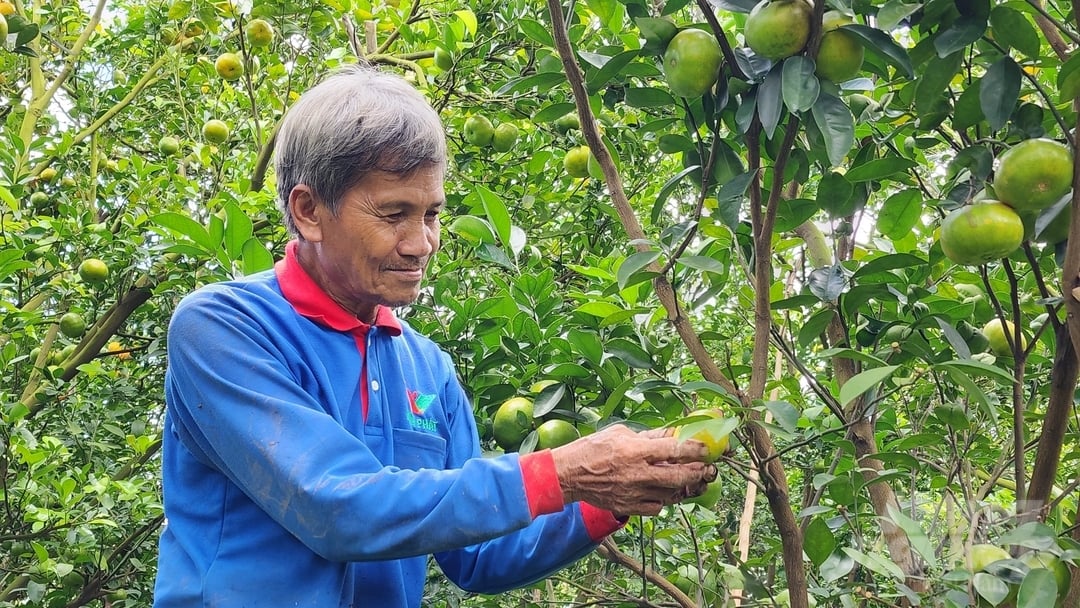 Hiện nay, Trường Đại học Cần Thơ đã ban hành quy trình tạm thời quản lý bệnh vàng lá thối rễ trên cây có múi. Ảnh: Kim Anh.