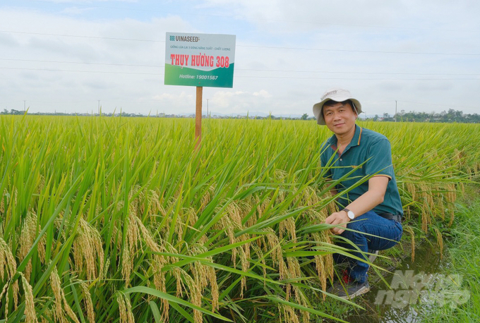 Giống lúa lai 3 dòng Thụy Hương 308 với nhiều đặc tính ưu việt đang tạo dựng được vị thế vững chắc trên thị trường. Ảnh: Quốc Toản.