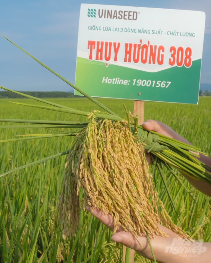 Nhà nông đánh giá Thụy Hương 308 là bộ giống có nhiều đặc tính ưu việt, thích ứng rộng, cho năng suất rất cao. Ảnh: Quốc Toản.
