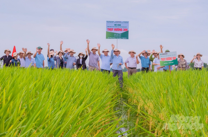 Thụy Hương 308 rực sáng trên cánh đồng Nghệ An. Ảnh: Việt Khánh.
