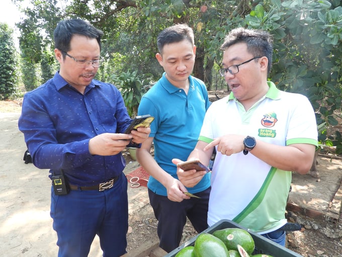 Từng quả bơ cũng được gắn mã QR code, chỉ cần đưa smartphone vào quét mã sẽ ra mọi thông tin từ chăm bón, ngày giờ thu hoạch, phương tiện vận chuyển đến cửa hàng, siêu thị, tiêu chuẩn của sản phẩm… Ảnh: Trần Trung.