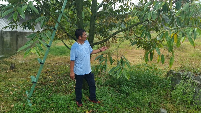 Ông Hồ Nhất Cẩn bên những cây sầu riêng 5 năm tuổi đang cho hoa lúc lỉu. Ảnh: Vũ Đình Thung.