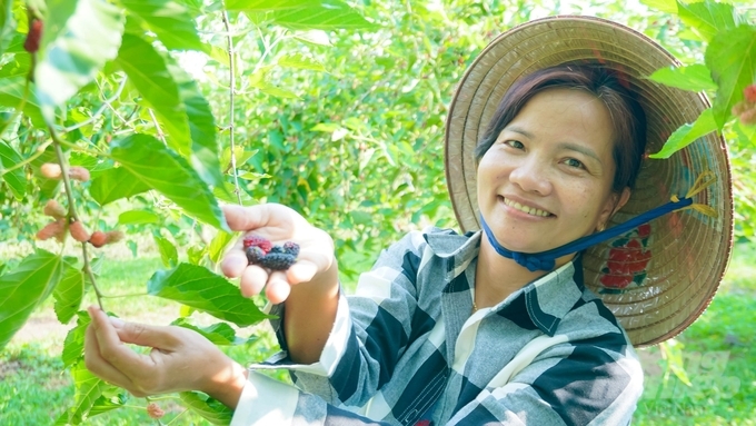 Thăm vườn miễn phí, ăn dâu tằm thỏa thích... là những lợi ích mà khách du lịch sinh thái có được khi đến vườn dâu tằm Ba Phong. Ảnh: Lê Bình.