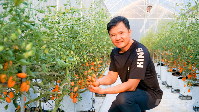 Cà chua Nova rất 'đỏng đảnh' và khó canh tác nên để thành công như ngày hôm nay, anh Tuấn Anh đã phải nghiên cứu kĩ lương và rất vất vả khi trồng cấy. Ảnh: Lê Bình.