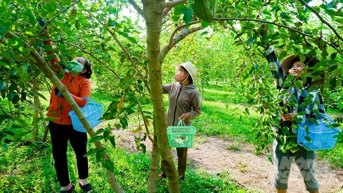 Nhờ trồng trọt theo phương pháp hữu cơ chuẩn Nhật Bản nên dâu tằm ở Ba Phong được mọi người yên tâm, yêu thích. Ảnh: Trần Trung.