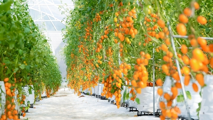Vườn cà chua Nova của anh Tuấn Anh tại TP Tây Ninh đang thu hút hàng ngàn khách tham quan đam mê du lịch sinh thái tới mỗi cuối tuần. Ảnh: Lê Bình.