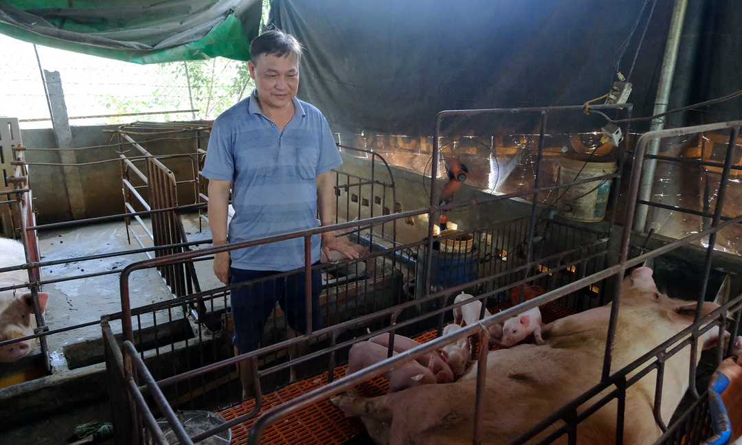 levietthe-101128_697.jpg Ông Lê Viết Thể tiêm thử nghiệm vacxin Dịch tả lợn Châu Phi trên đàn lợn trong quy mô chăn nuôi nông hộ. Ảnh: Bảo Thắng.