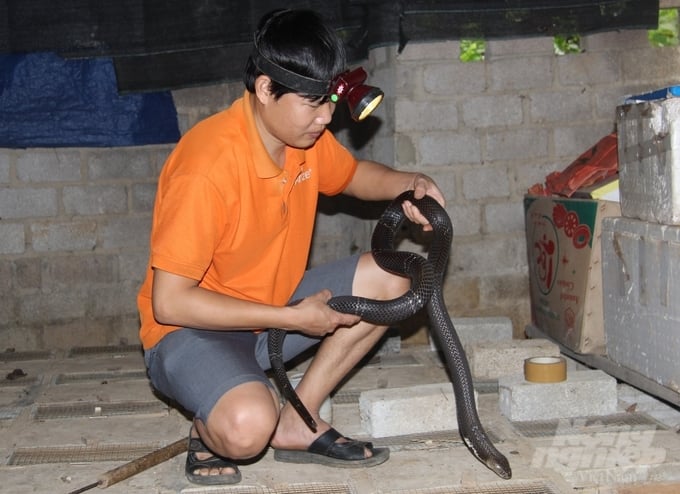 bc5f7fc8db7c04225d6d-171853_542.jpg Rắn hổ mang là loài vật nguy hiểm, nhất vào mùa sinh sản nên người nuôi cần luôn đề phòng, tránh những rủi ro trong quá trình chăn nuôi. Ảnh: Toán Nguyễn.