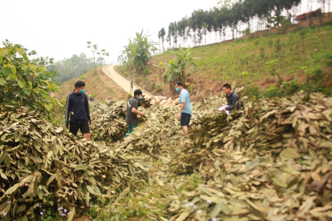 Bà con vùng cao xã Cốc Ly thu bán cành, lá quế khô. Ảnh: Xuân Cường.