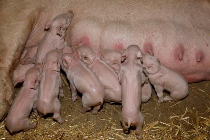 Such a large litter is a very rare phenomenon that can only be explained by a set of factors. Photo: Henk Riswick