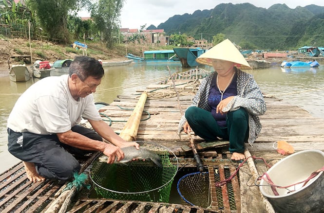 Phát triển nuôi cá lồng trên sông Son. Ảnh: Công Điền.