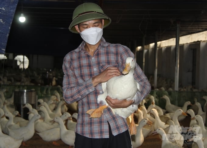 489101760a15d44b8d04-090654_110.jpg Ông Vũ Thanh Bình khởi nghiệp nghề nuôi vịt ở tuổi U60. Ảnh: Toán nguyễn.