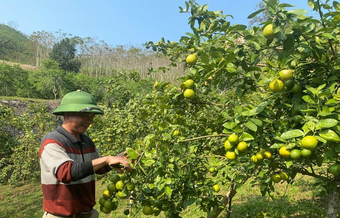 Thành công từ mô hình trồng cây chanh bông tím mở ra hướng đi mới với địa phương có nhiều đất đồi núi như ở Bắc Kạn. Ảnh: Ngọc Tú. 