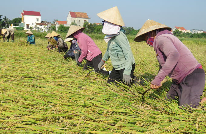1-124347_873.jpg Do lúa đổ rạp nên bà con phải khẩn cấp thu hoạch bằng gặt liềm với chi phí khoảng 1 triệu đồng/sào. Ảnh: T.Phùng