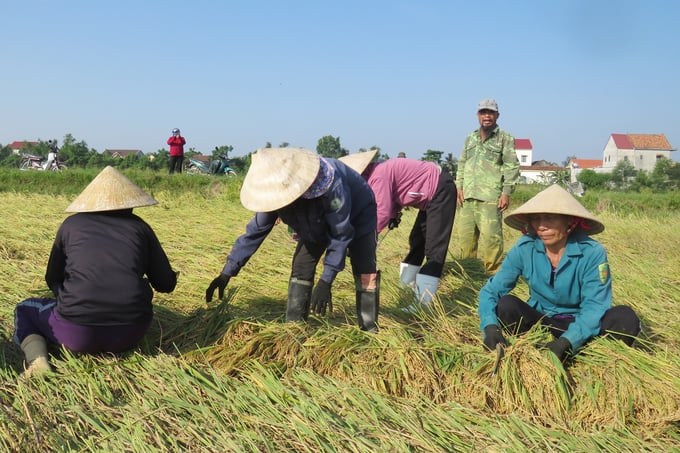 2-124424_718.jpg Lúa gặt bằng liềm được phơi ngay tại ruộng. Ảnh: T.Phùng