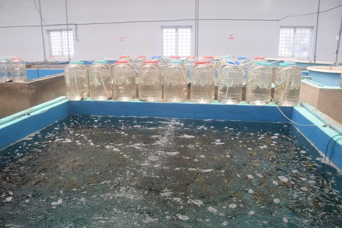 Smooth cottonii was tissue-cultured at DBLP Company (Phu Yen). Photo: V.D.T.