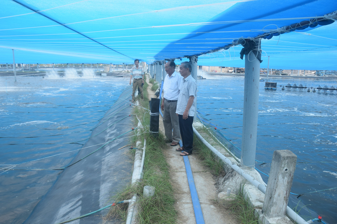 Trại nuôi tôm thâm canh của ông Châu tại Đề Gi, xã Cát Khánh (huyện Phù Cát) được phủ bạt kín để hạn chế dịch bệnh. Ảnh: V.Đ.T.