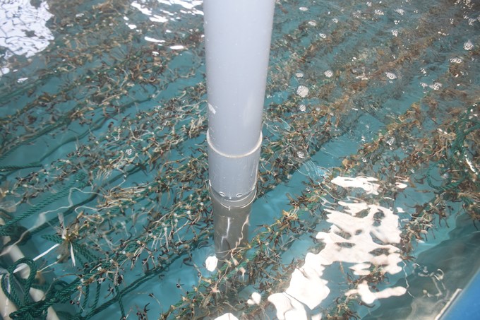 Seaweed seeds are raised in ponds at DBLP Company (Phu Yen). Photo: V.D.T.