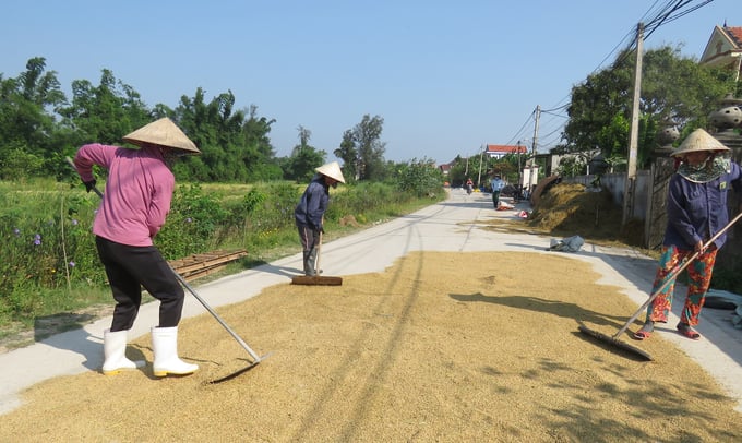 Do chi phí tăng cao nên dù bán thóc với giá cao bà con nông dân vẫn không có lãi. Ảnh: T.Phùng.