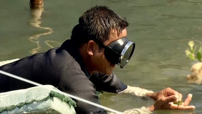 Seaweed growers inspect the growth of seaweed. Photo: V.D.T.