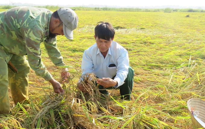 Ông Đặng Ngọc Chốn: 'Nếu có được trạm bơm tiêu úng thì bông lúa trên đồng không bị nảy mầm'. Ảnh: T.Phùng.