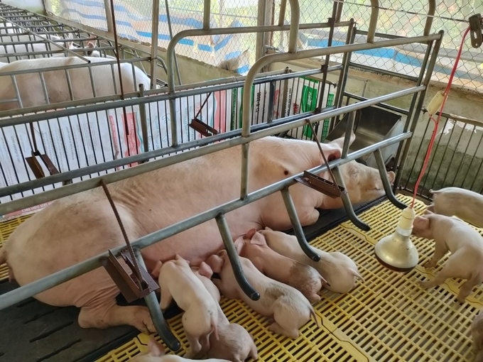 Thiếu cán bộ thú y, công tác phòng chống dịch bệnh trong chăn nuôi ngày càng khó khăn. Ảnh: Minh Quý. 