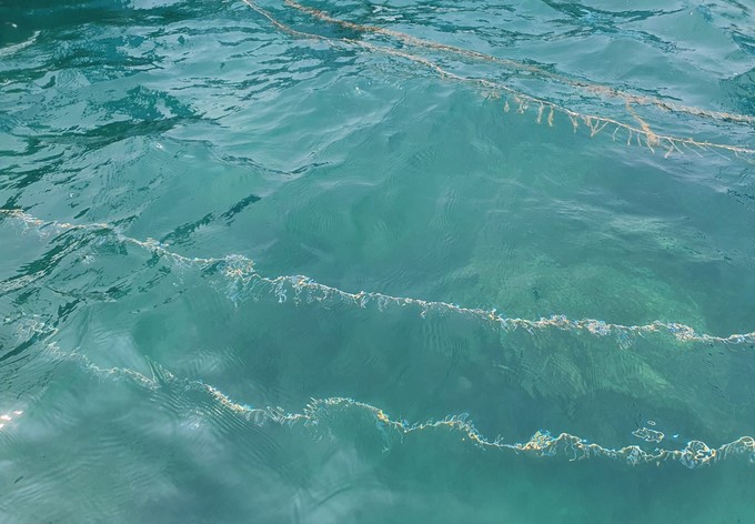 Seaweed seeds of Mr. Nguyen Ton Xuan Sang, Director of Nhon Hai Tourism and Fisheries Service Cooperative (Quy Nhon city, Binh Dinh), when they were just brought to the sea. Photo: V.D.T.