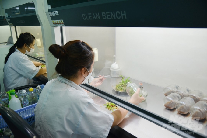 Breeding orchids in the laboratory. Photo: Nguyen Thuy.