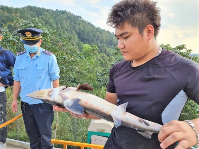 z4361382693936_58de01c11ab91f66e677942b9ed387ce-150612_753.jpg Việc lấy mẫu, bảo quản mẫu vật cá tầm phục vụ việc giám định cũng đồng thời gây phát sinh nhiều chi phí cho cơ quan hải quan và doanh nghiệp. Ảnh: MH.