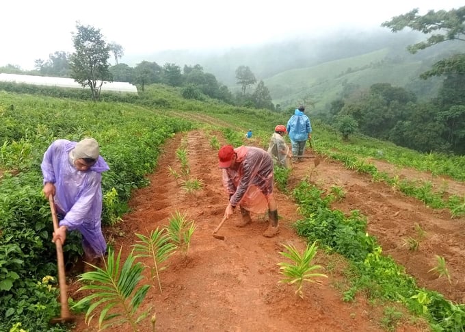 06-120942_468.jpg Người dân xã Đăk Na (huyện Tu Mơ Rông, Kon Tum) liên kết trồng dược liệu với HTX Nông sản và thảo dược Tu Mơ Rông. Ảnh: Tuấn Anh.