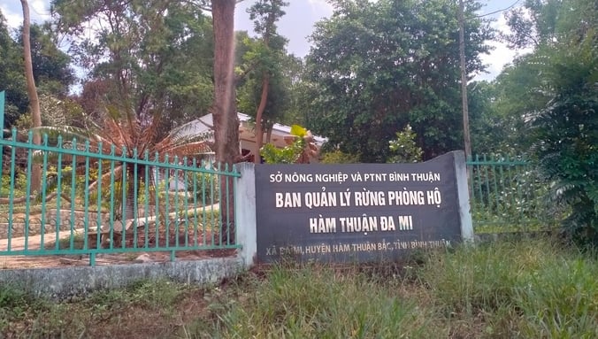 Hiện Ban quản lý rừng phòng hộ Hàm Thuận Đa Mi thiếu 8 biên chế. Ảnh: Mai Phương.