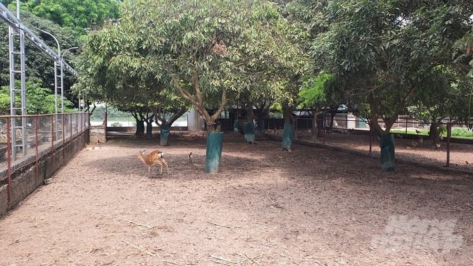 khu vực nuôi hươu sao...