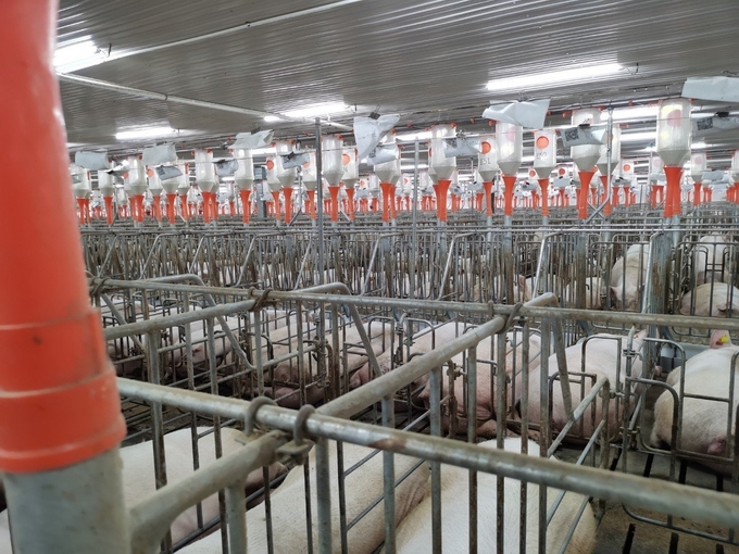 Các trang trại lớn, heo được chăm sóc bằng các công nghệ hiện đại, tự động. Ảnh: Minh Quý.