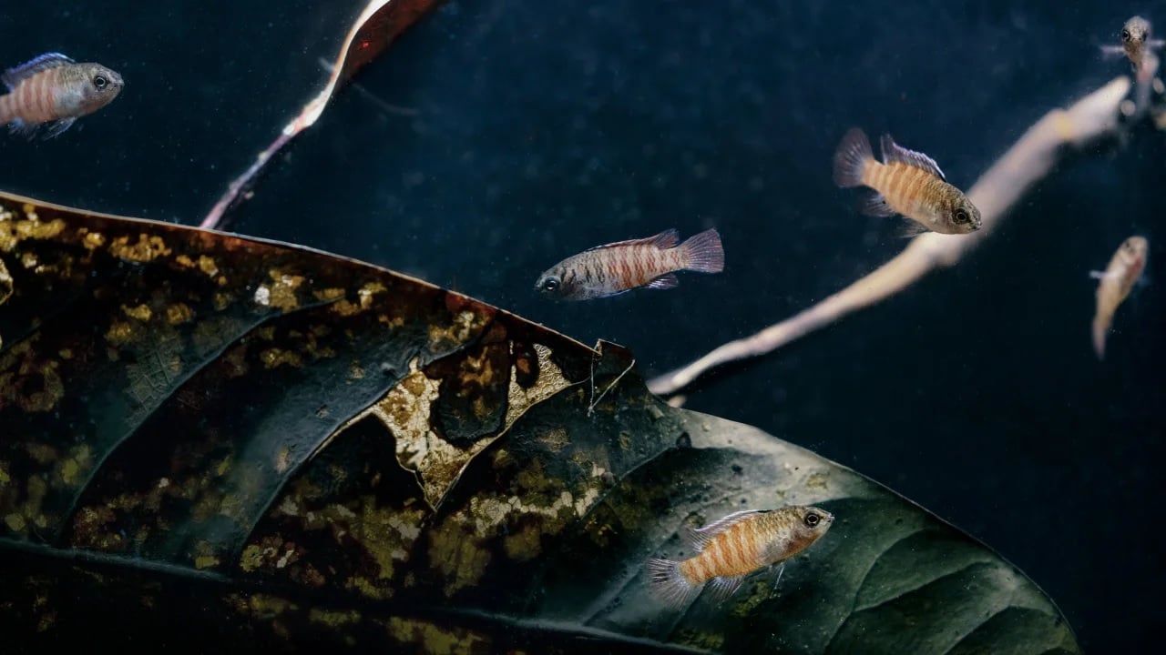 Tiny chameleon fish found in Myanmar are about the size of a fingertip.