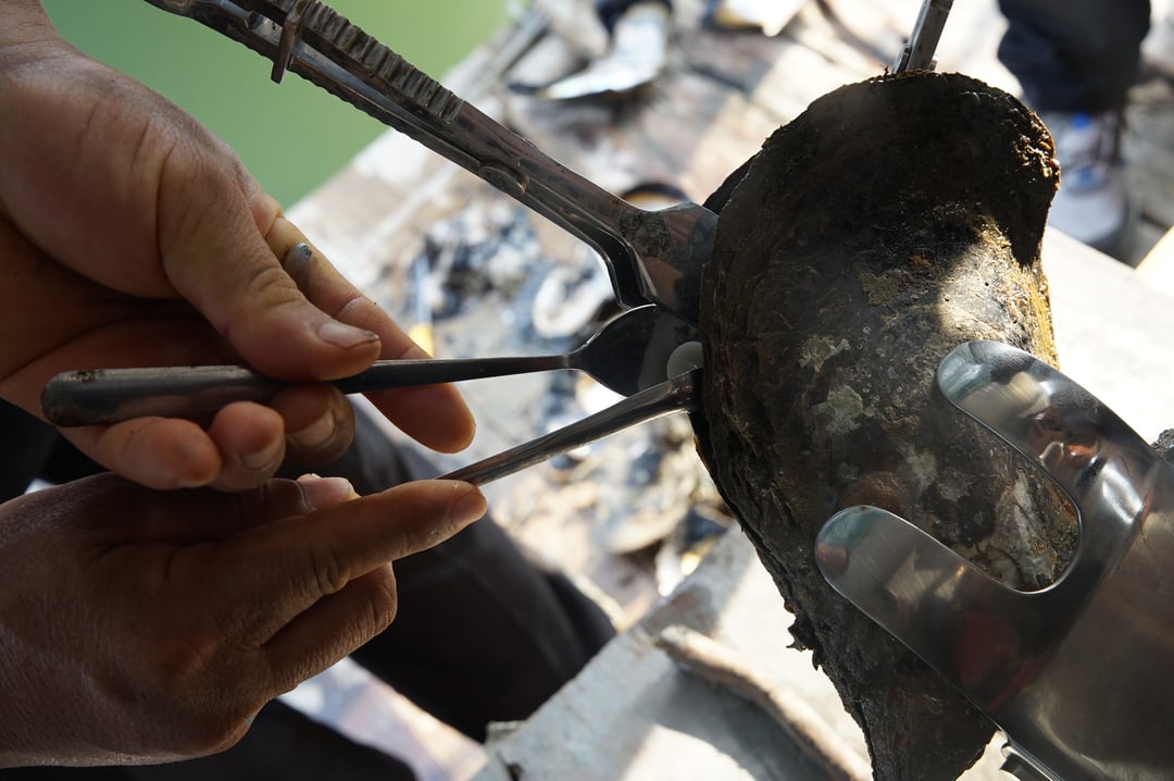 dsc02861-185759_343.jpg Quá trình cấy nhân ngọc vào trai diễn ra tỉ mỉ và chính xác. Ảnh: Linh Linh.