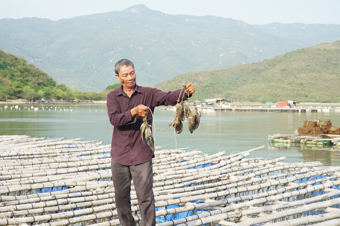 dsc02870-185841_883.jpg Ông Lê Văn Năm nhận thấy tiềm năng kinh tế và môi trường từ mô hình nuôi trai lấy ngọc sau 4 năm tham gia dự án. Ảnh: Linh Linh.