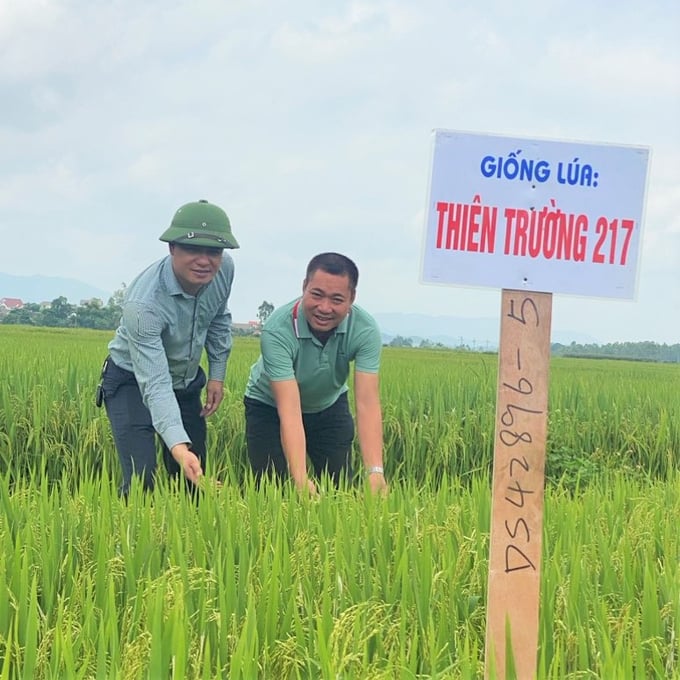 lua-lai-hai-dong-thien-truong-217-dang-quang-221031_437.jpg Mô hình gieo cấy giống lúa lai hai dòng Thiên Trường 217 trong vụ xuân 2023 tại xã Nghi Hưng (Nghi Lộc, Nghệ An) có quy mô 40ha.