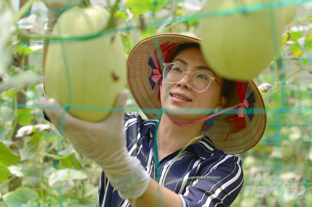trong-bi-soi-mi-doc-la-nha-vuon-da-lat-kiem-bon-tien-152121_794.jpg Hiện nay, bí 'sợi mì' được Hợp tác xã Vườn nhà Đà Lạt sản xuất theo hướng hữu cơ và sản xuất quanh năm. Về những rủi ro do dịch bệnh, chị Lương Thị Yến Vân cho biết, bí thường xuyên xuất hiện bệnh phấn trắng. Tuy nhiên, dịch bệnh này ít ảnh hưởng đến chất lượng sản phẩm nên không đáng lo ngại.