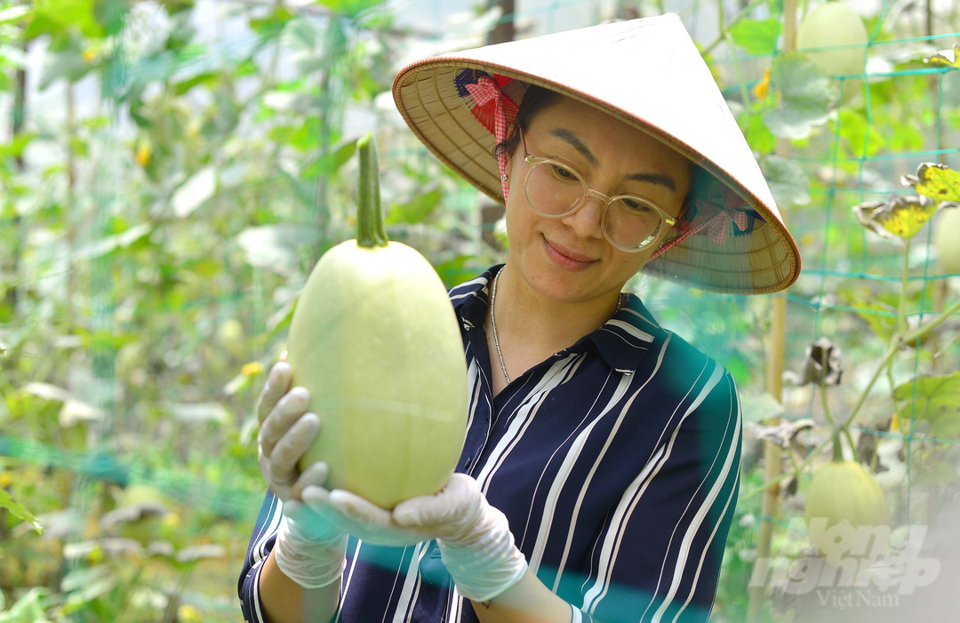 trong-bi-soi-mi-doc-la-nha-vuon-da-lat-kiem-bon-tien-152135_255.jpg Việc sản xuất bí 'sợi mì' của HTX Vườn nhà Đà Lạt hiện nay được thực hiện theo hợp đồng với các đối tác trên toàn quốc, mức giá từ 120.000 - 150.000 đồng/quả.