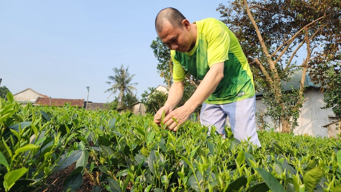 Giống chè trung du truyền thống ở Tân Cương. Ảnh: Văn Việt.