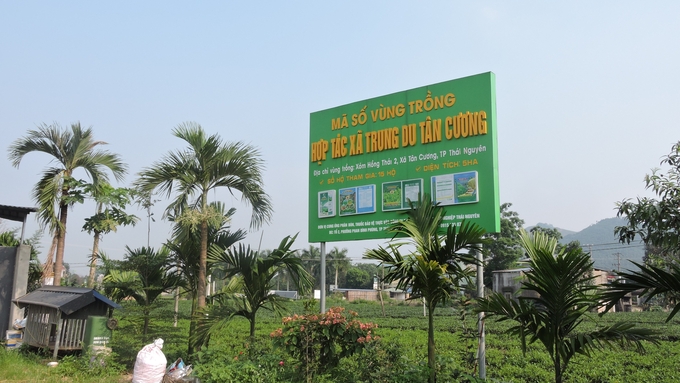 Hợp tác xã chè trung du Tân Cương. Ảnh: Hoàng Anh.