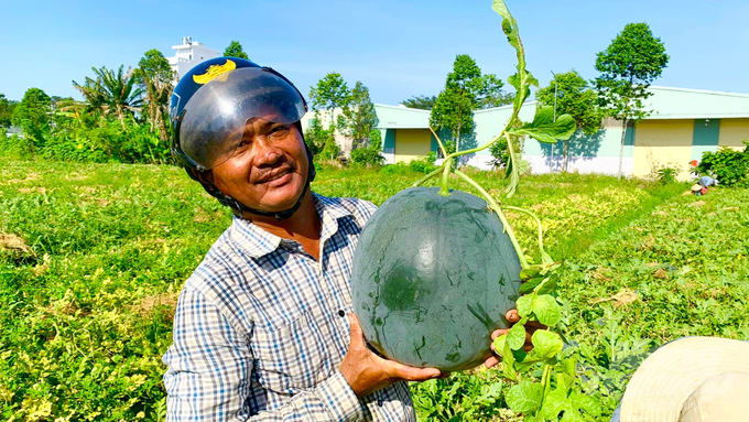 Sản lượng rau màu toàn huyện Long Mỹ đạt 40 nghìn tấn/năm. Ảnh: Hồ Thảo.