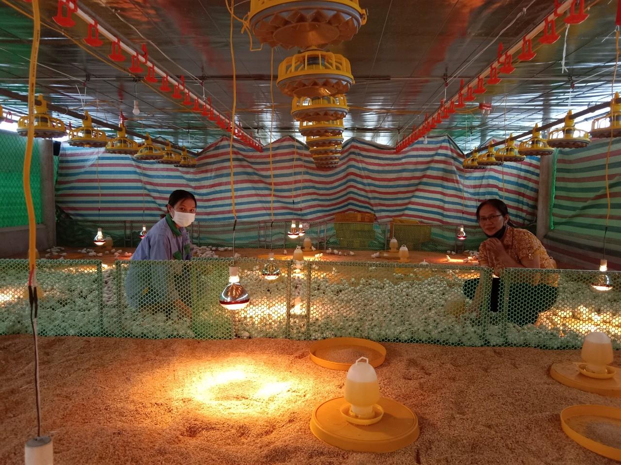 Trung tâm Khuyến nông Nghệ An cấp giống gà ác và hướng dẫn kỹ thuật chăm sóc cho gà giai đoạn úm. Ảnh: Kim Ly.