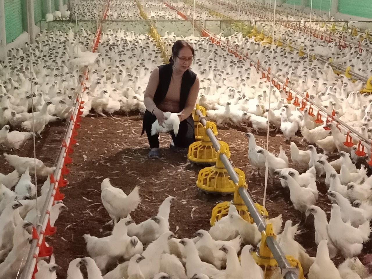 Gà ác giai đoạn hậu bị chuẩn bị chuyển sang giai đoạn sinh sản. Ảnh: Kim Ly.