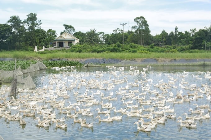 Vịt biển được chăn thả theo hình thức bán tự nhiên ở xã đảo Đồng Rui. Ảnh: Nguyễn Thành.