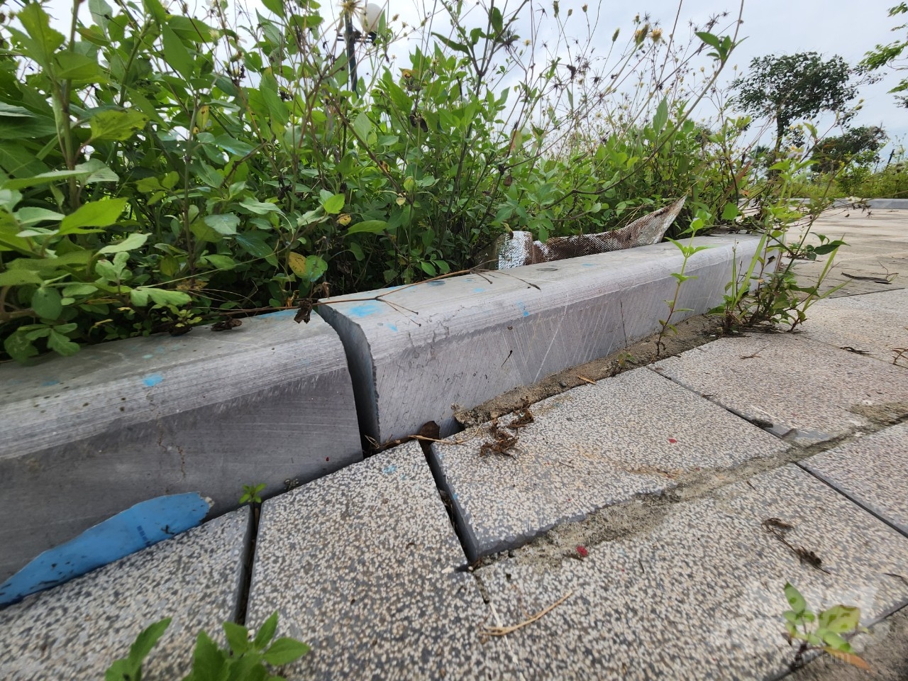 qt6-095728_448.jpg Phần khớp nối bó vỉa giữa các phiến đá chỗ được trát xi măng, chỗ không. Ảnh: Quốc Toản.