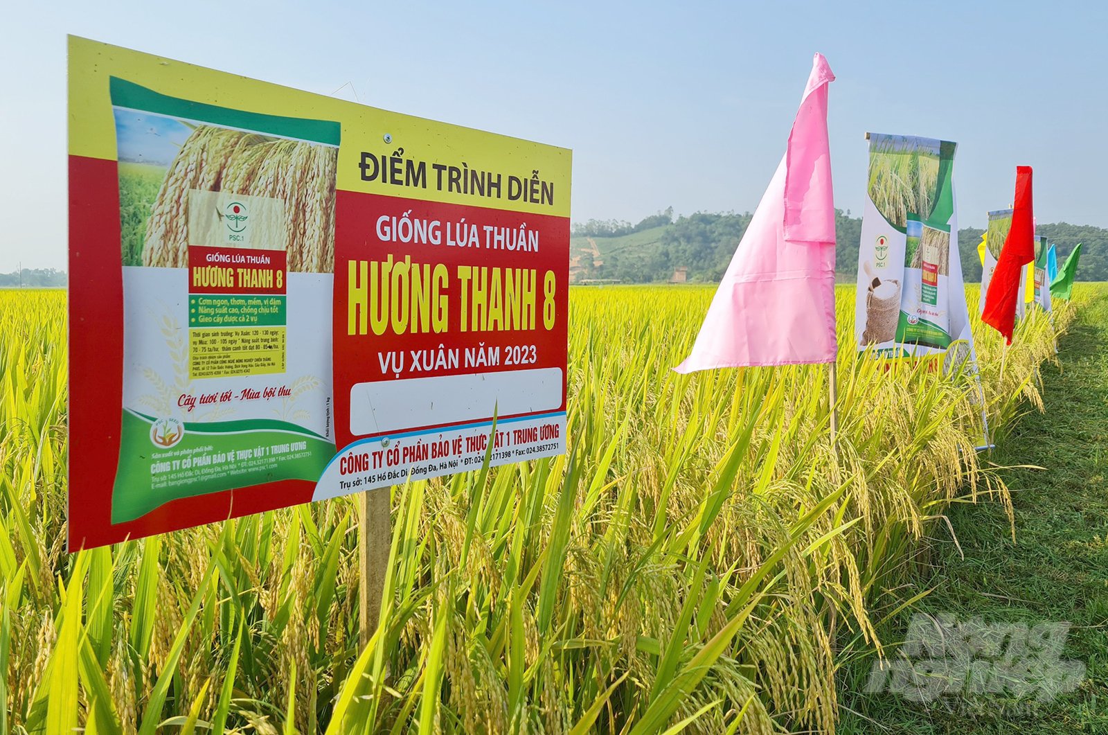 z4389985326339_8c9da19042db02b6609b9d363f63fae1-180539_614.jpg Lúa thuần chất lượng cao Hương Thanh 8 khoe sắc vàng rực trên đồng Nghệ An. Ảnh: Việt Khánh.