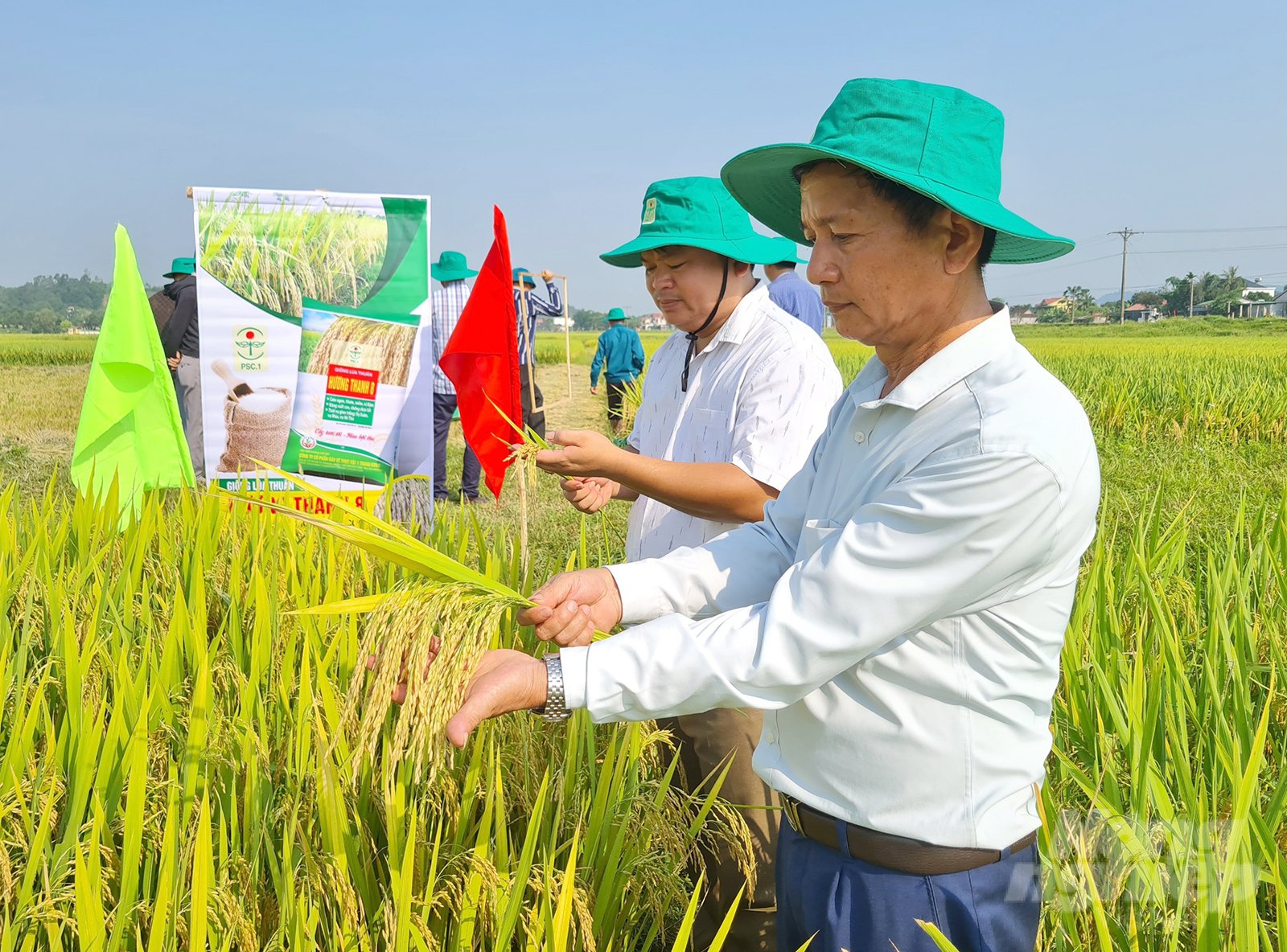 z4389985360728_fecbf52a6790b25e8a08ba98155d6281-180540_109.jpg Hương Thanh 8 sở hữu nhiều đặc tính ưu việt. Ảnh: Việt Khánh.